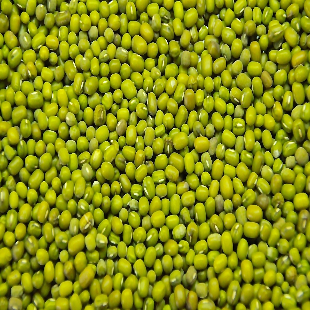 Moong Beans